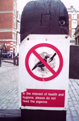 Do not feed the pigeons